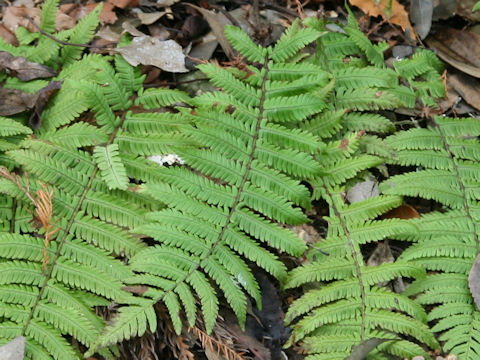 Dryopteris polylepis