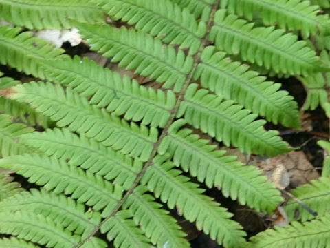 Dryopteris polylepis