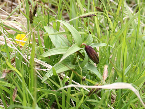 Fritillaria camtchatcensis var. alpina