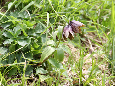 Fritillaria camtchatcensis var. alpina
