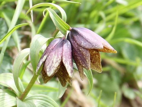 Fritillaria camtchatcensis var. alpina