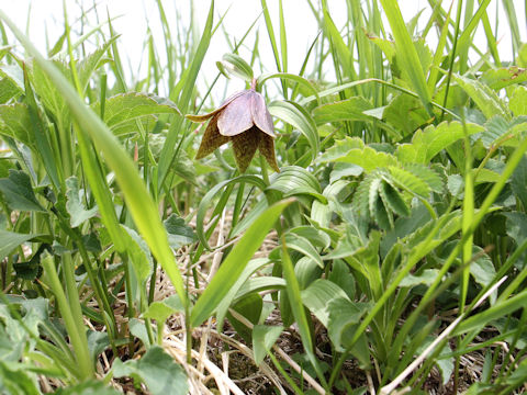 Fritillaria camtchatcensis var. alpina