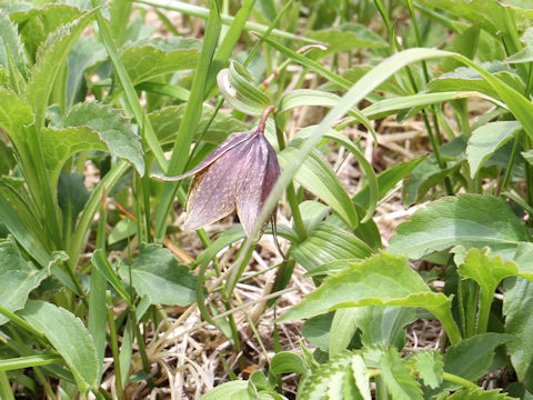 Fritillaria camtchatcensis var. alpina