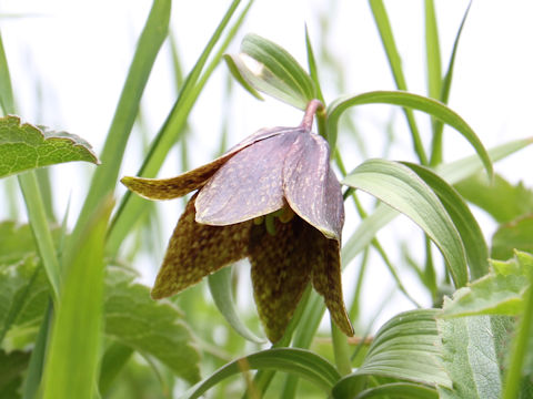 Fritillaria camtchatcensis var. alpina