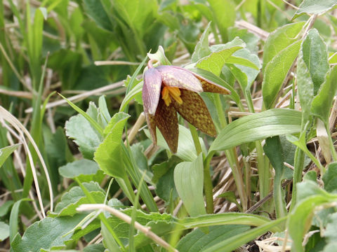 Fritillaria camtchatcensis var. alpina