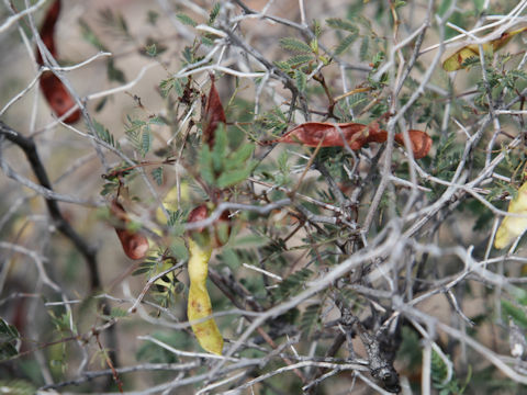 Mimosa aculeaticarpa