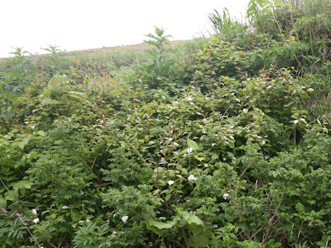Actinidia kolomikta