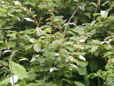 Actinidia kolomikta