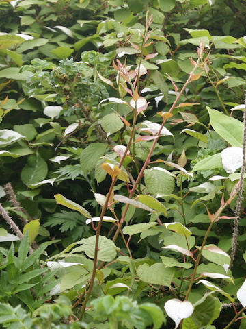 Actinidia kolomikta