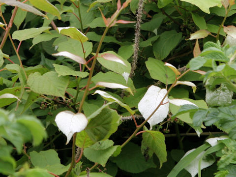 Actinidia kolomikta