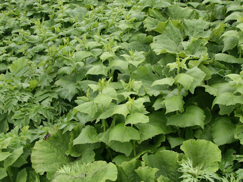 Parasenecio auriculatus var. kamtschaticus