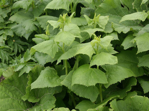 Parasenecio auriculatus var. kamtschaticus