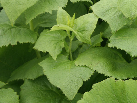 Parasenecio auriculatus var. kamtschaticus