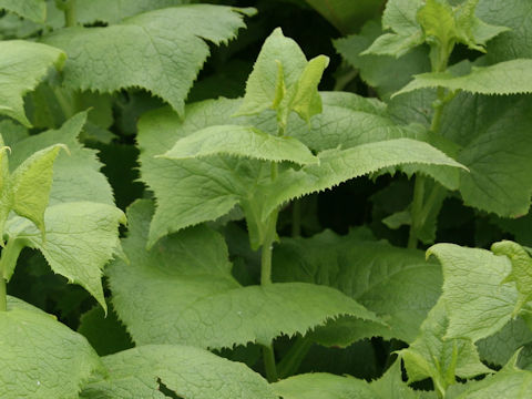 Parasenecio auriculatus var. kamtschaticus