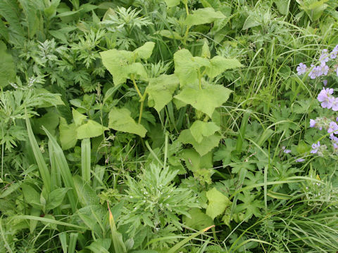 Parasenecio auriculatus var. kamtschaticus