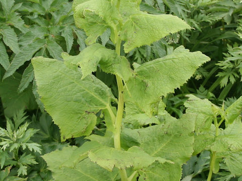 Parasenecio auriculatus var. kamtschaticus