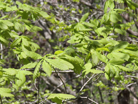 Quercus cuspidata