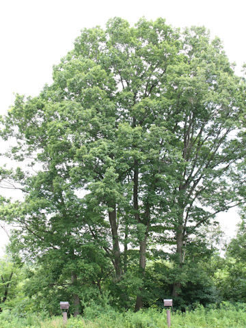 Quercus cuspidata