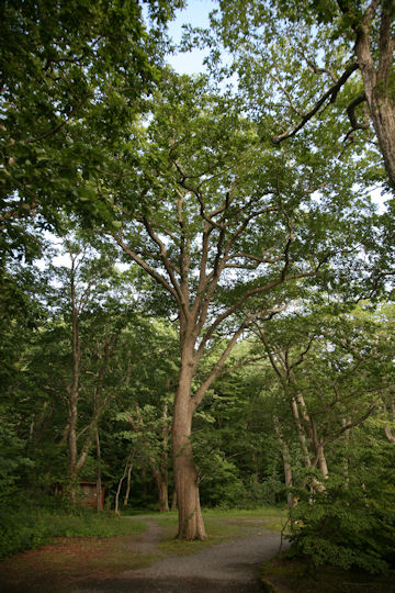 Quercus cuspidata