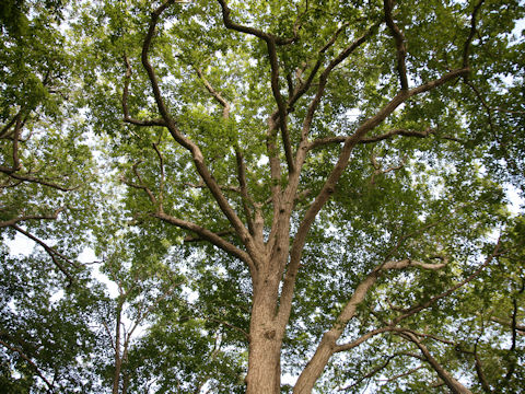 Quercus cuspidata