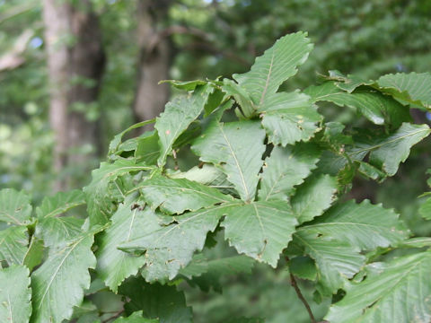 Quercus cuspidata