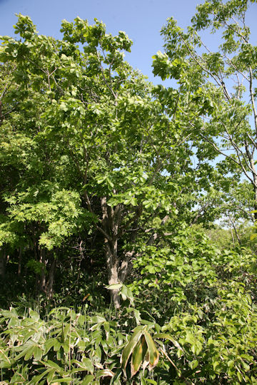 Quercus cuspidata