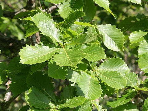Quercus cuspidata