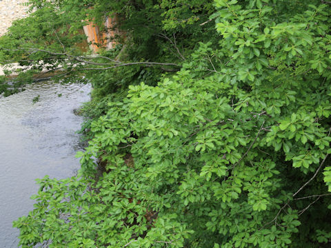 Quercus cuspidata