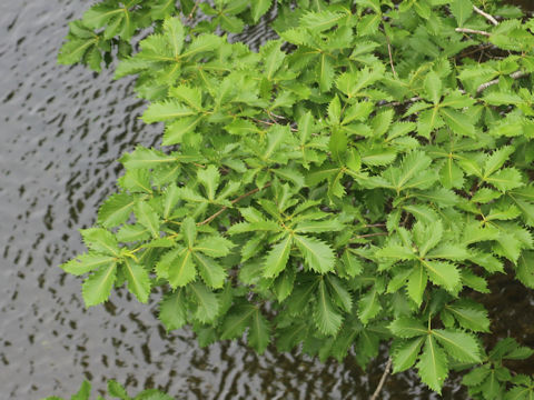 Quercus cuspidata