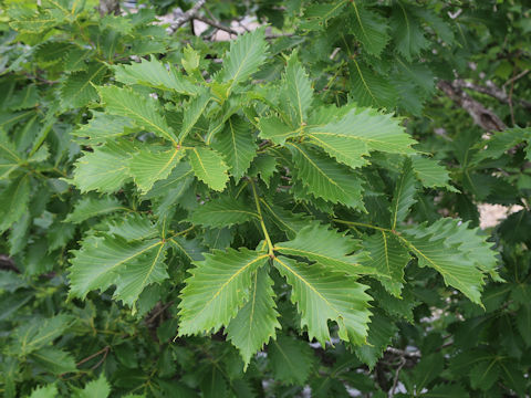 Quercus cuspidata