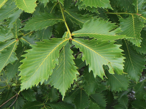 Quercus cuspidata