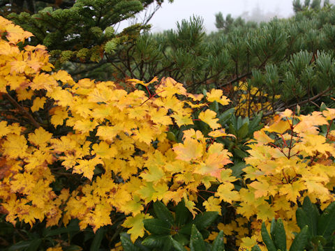 Acer tschonoskii