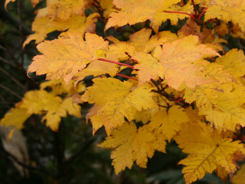 Acer tschonoskii