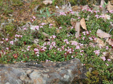 Loiseleuria procumbens