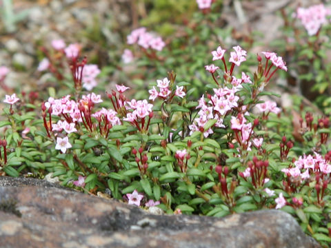 Loiseleuria procumbens