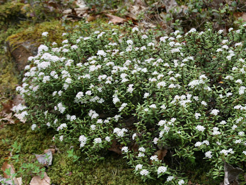 Loiseleuria procumbens