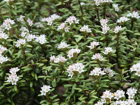 Loiseleuria procumbens