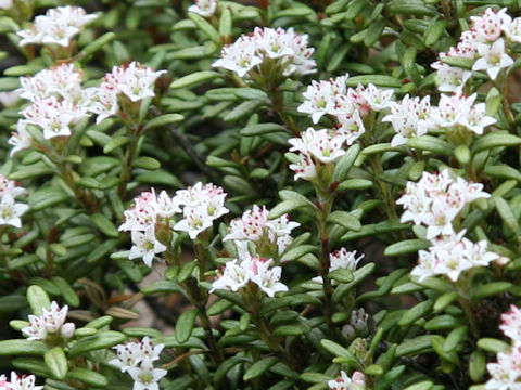Loiseleuria procumbens