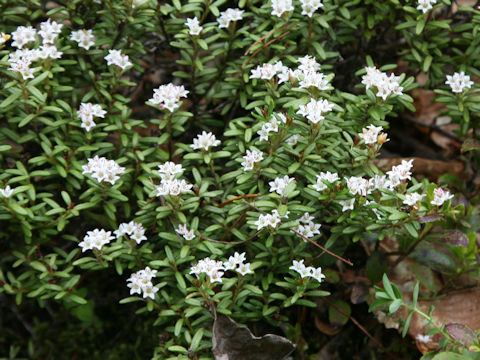 Loiseleuria procumbens