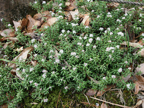 Loiseleuria procumbens