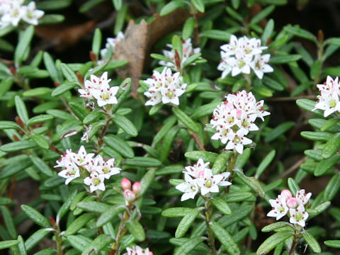 Loiseleuria procumbens