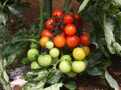 Lycopersicon esculentum cv. Rouge de Bordeaux