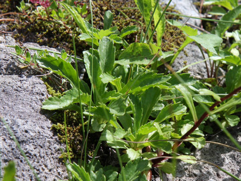 Artemisia pedunculosa