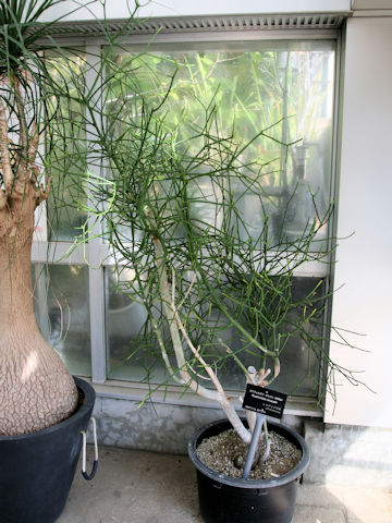 Euphorbia tirucalli