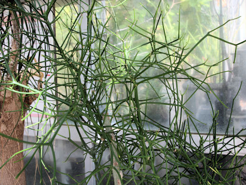 Euphorbia tirucalli