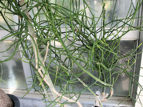 Euphorbia tirucalli