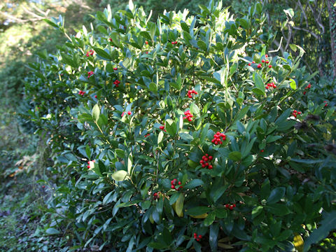 Skimmia japonica