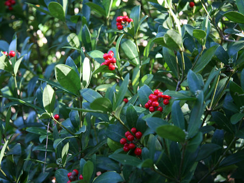 Skimmia japonica