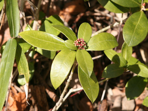 Skimmia japonica