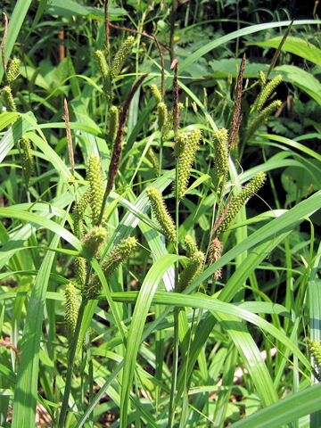 Carex olivacea var. angustior